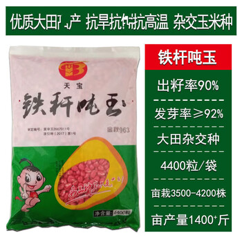 良玉99号玉米种子郑丹958玉米籽京科 国审大田早熟大棒杂交孑 铁杆吨