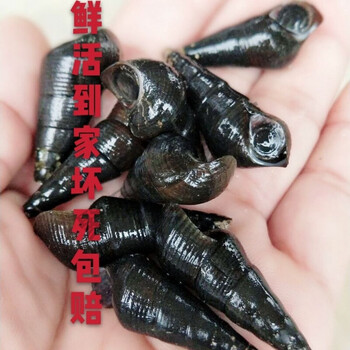 广西新鲜山坑螺野河坑螺黑钉螺黑螺长螺丝山螺特产 5斤中大个