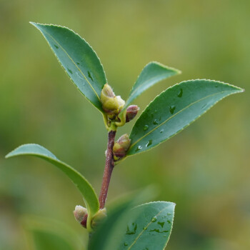 花姬 廣西軟枝油茶苗杯苗高產茶子樹嫁接苗茶籽樹苗白花茶油樹帶土