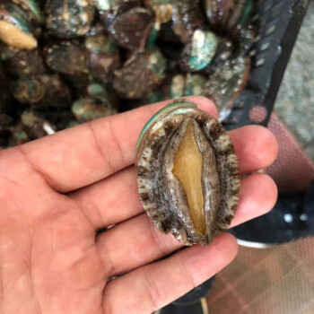 鮮活新鮮鮑魚黃金鮑特大鮑魚新鮮500g活體水產貝即食海鮮 騰旺納躍 小