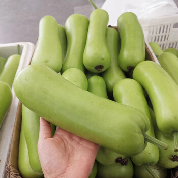 虎钢馋瓠子新鲜 福建蒲瓜葫芦短棒瓠瓜夜开花父子瓜农家现采现摘1-5斤