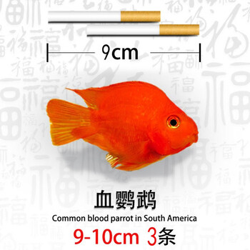 宝贝故事鹦鹉鱼活体迷你好养观赏小鱼大型正宗起头血红发财鱼热带淡水金鱼血鹦鹉9 10cm3条 图片价格品牌报价 京东 宝贝故事鹦鹉鱼活体迷你好养观赏小鱼大型正宗起头血红发财鱼热带淡水金鱼血鹦鹉9 10cm3条 图片价格品牌报价 京东