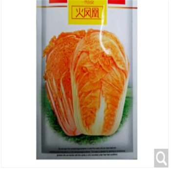 特色蔬菜紫色大白菜种子夏秋季秋播快菜黄心白菜小青菜籽千宝菜火凤凰白菜 图片价格品牌报价 京东