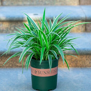 金边吊兰盆栽室内绿植花卉吸甲醛办公室阳台净化空气 朵芮蜜 加仑盆