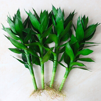 带根水养大叶竹观音竹荷花竹莲花竹龙竹富贵竹带花瓶水