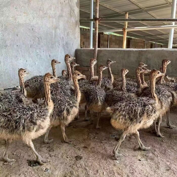非洲鸵鸟一对非洲鸵鸟幼苗正宗鸵鸟包活到家全国发货非洲鸵鸟一月公母