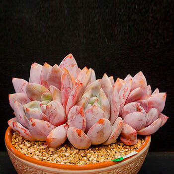 芙蓉雪莲多头老桩 不含盆