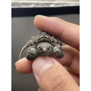 旺园兴龟北美小鳄龟鳄龟苗爆刺纯佛凶猛杂佛食用肉龟宠物家养小乌龟