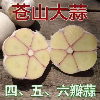 咯咚苍山大蒜头批发干蒜大蒜头干蒜特大新鲜大蒜批发价可吃可种植40mm