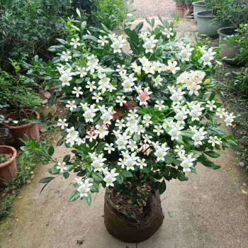 九里香盆栽帶花苞濃香四季室內花卉植物千里眼七里香盆景好養綠植 (帶