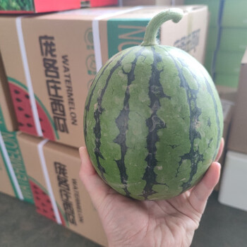 庞各庄小西瓜2颗/箱,共6～7斤,北京庞各庄吊瓜新鲜西瓜新发地市场直发