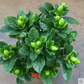 栀子花盆栽带花苞大花浓香四季开花苗观花植物庭院花卉盆栽花绿植大叶栀子盆栽小叶栀子苗独杆栀子花茉莉花大叶栀子花