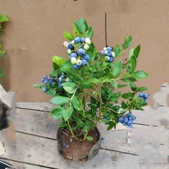 蓝莓苗蓝莓树苗盆栽地栽蓝莓树当年结果南方北方果树苗果树苗兔眼五年