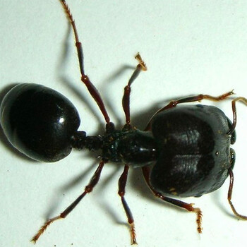 易萌全异巨首蚁pheidologetondiversus蚂蚁世界工坊活体宠物科普2后