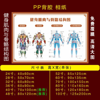 人體骨骼圖掛圖器官內臟結構圖海報脊柱圖解肌肉分佈解剖圖掛畫 r02