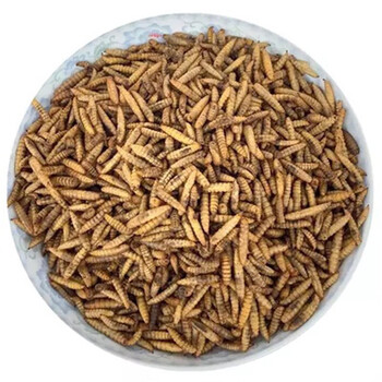 robinson黑水虻活虫鱼饵翘嘴观赏鱼虾螃蟹龙虾诱饵料蚯蚓红虫卵干野钓