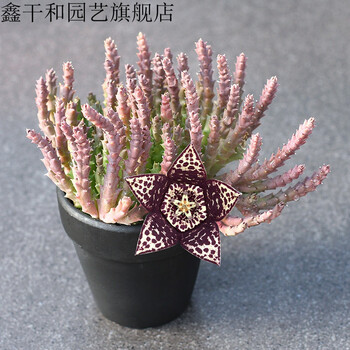 萝藦科多肉 小牛角多肉姬龙角巧克力 无刺仙人球开花美丽盆栽姬龙角 大花龙王 不带花 不含盆 图片价格品牌报价 京东