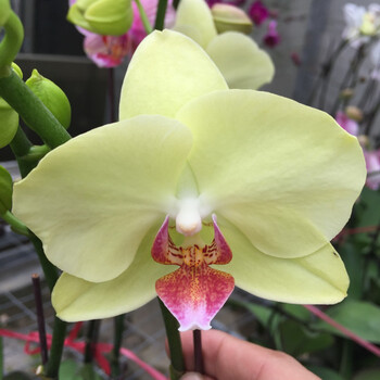 大花蝴蝶兰带花剑有花苞含营养杯适合组盆年宵花卉 3.