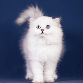 金吉拉幼猫 纯种金吉拉猫咪活体 宠物猫幼崽 长毛纯白银色金吉拉有