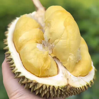 鲜惠源【现货】泰国进口金枕头榴莲鲜果  金枕榴莲 2-3斤榴莲(单个)