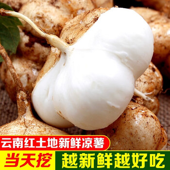 现挖云南凉薯新鲜9斤土瓜农家自种白地瓜当季水果甜凉署葛根番薯整箱5