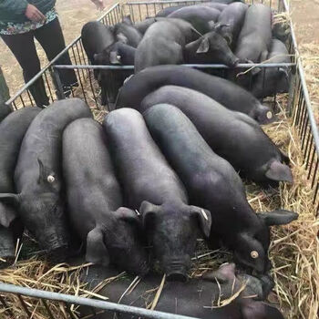 仟芸正宗黑土猪黑猪苗公母小猪仔活苗活体食用猪原