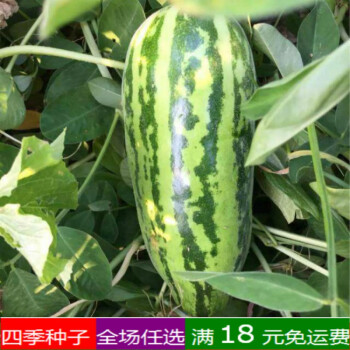 蔬菜瓜果種子四季播種黃瓜秋葵番茄辣椒草莓胡蘿蔔南瓜絲瓜種籽孑