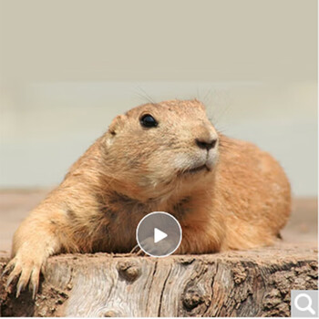 黑尾土拨鼠活物高智商宠物鼠北美土拨鼠活体朴彩pucai黑尾幼崽1只