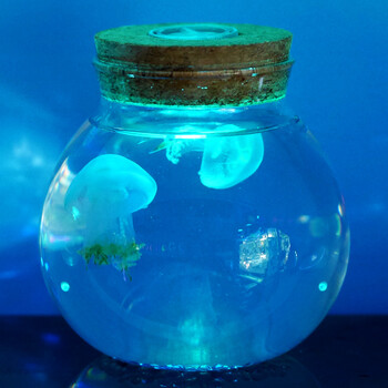 迷你小水母活体观赏赤月水母七彩节日礼品礼物2只赤月水母木塞瓶大号
