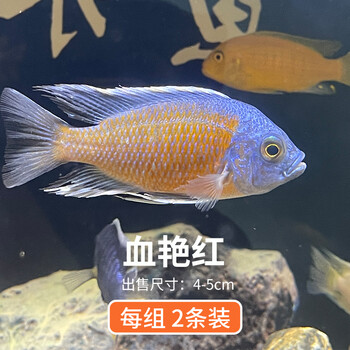 4-5cm血艳红2条 初发色