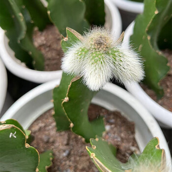 九尾狐多肉开花仙人球进口新款长毛品种九尾狐办公室内自产自销多肉长毛九尾狐 两棵 嫁接款母本裸根不带土 图片价格品牌报价 京东