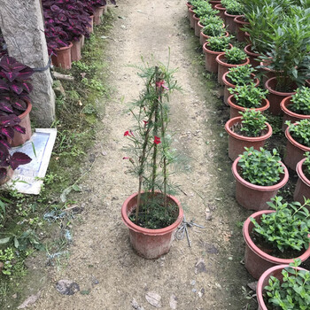 大苗茑萝花苗美观爬藤植物五角星花盆栽阳台庭院攀爬植物红色不含盆 图片价格品牌报价 京东