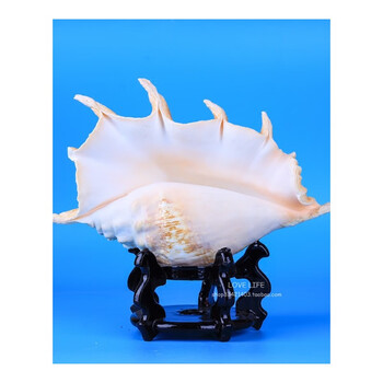 大七角螺笔架螺蜘蛛螺天然海螺贝壳鱼缸造景书房客厅摆件 长28-30cm