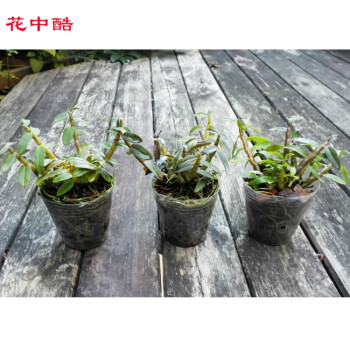 花中酷铁皮石斛苗盆栽可食用绿色植物室内红杆石斛兰盆栽带花 3年红米 小 3杯 5 7cm 送肥料不含盆 图片价格品牌报价 京东