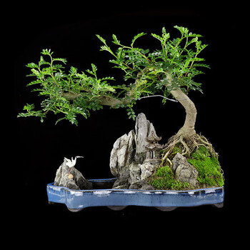 清香木悬崖式树桩山石造型盆景室内桌面大植物胡椒木艺术盆栽送礼