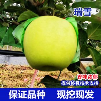 木繁嫁接瑞雪苹果树苗晚熟新品种脆甜苹果苗南方北方种植盆栽果树果苗