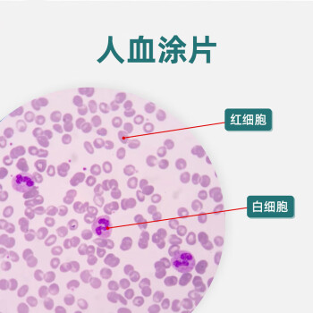 生物显微镜标本切片红细胞白细胞显像清晰易观察显微玻片 人血涂片瑞