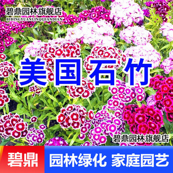 五彩石竹花种子室外易种耐寒常夏石竹种子美国石竹花籽花卉种籽四季种易活宿根庭院盆栽花海碧鼎美国石竹种子 五彩石竹花种子室外易种耐寒常夏石竹种子美国石竹花籽花卉种籽四季种易活宿根庭院盆栽花海碧鼎美国石竹种子