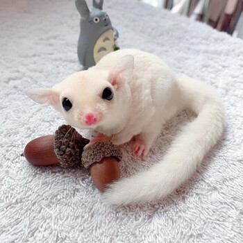 蜜袋鼠活物小飞鼠宠物幼崽宝宝蜜袋鼯活宠蜜袋鼬另类宠物活体马赛克