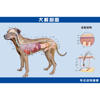 凤雏家居 宠物医院海报犬解剖图狗狗内部结构图动物诊所墙画可发图订做195 36寸pp胶 图片价格品牌报价 京东