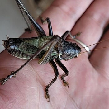 蝈蝈活体蝈蝈活炮筒铁蝈蝈鸣虫蝈蝈活体野生幼虫憨叫大肚子叫铁皮蝈蝈