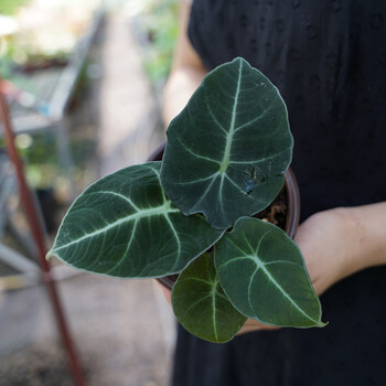 安海芋斑马大仙女植物盆栽花卉铜叶室内网红观叶大型热带绿植s 黑天鹅