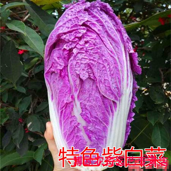 大红心白菜种子紫色橘红色心水果大白菜适宜生吃特色秋季蔬菜紫色大