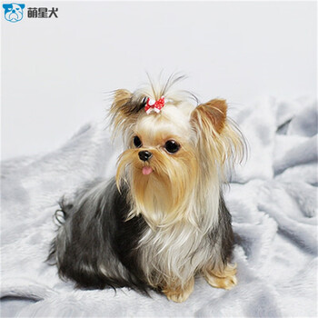 麦比佳宠物 约克夏幼犬 纯种小体约克夏犬活体 小型犬金头银背约克夏