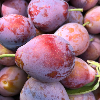 新疆西梅喀什法兰西小西梅孕妇应季水果纯甜李子新鲜当季整箱顺丰 3斤