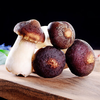 卡布诺云南姬松茸鲜货赤松茸食用菌菇菌类特产蘑菇应季新鲜蔬菜现摘