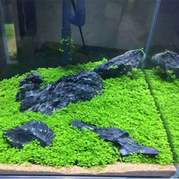 Vakada水草种子生态鱼缸造景草缸水草种子套餐淡水水生植物草籽耐寒水草四季种植小对叶 10克 图片价格品牌报价 京东