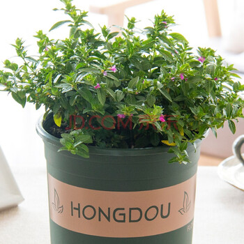 绿萝常青藤牡丹吊兰珍珠吊兰金边吊兰植物 办公室盆栽垂吊绿植 满天星