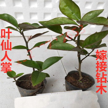 叶仙人掌木麒麟叶仙小苗嫁接蟹爪兰砧木木麒麟带土发货10厘米小苗不含