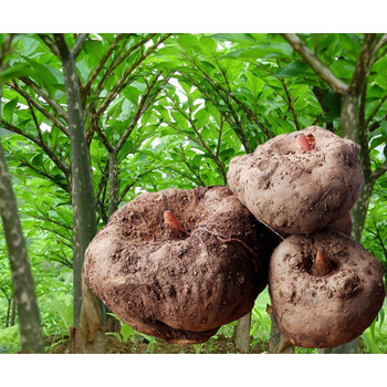 现货云南高山种植新鲜魔芋 魔芋头粉片魔芋豆腐原料魔芋5斤 2500g